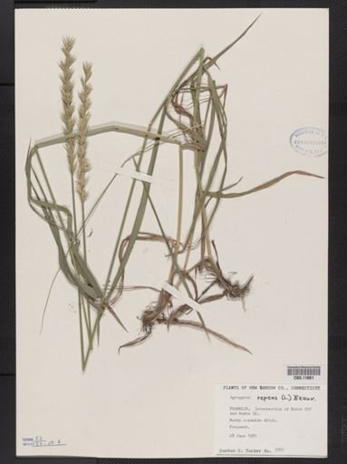 Elymus repens