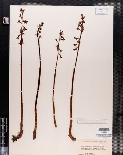 Corallorrhiza