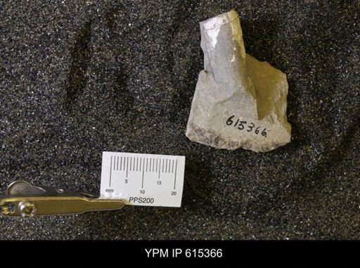 Baculites sp.