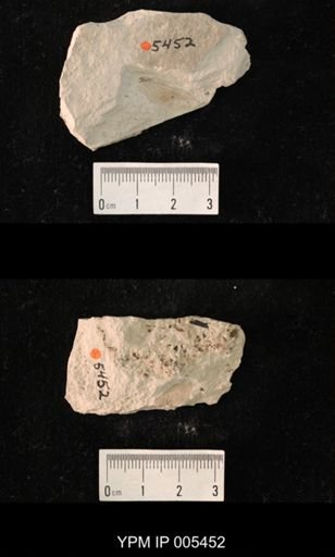 Protereisma permianum