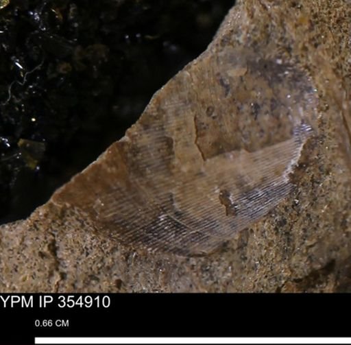 Crenella?