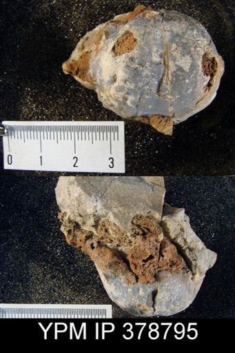 Krotovia sp.