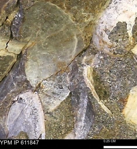 Protocardia sp.