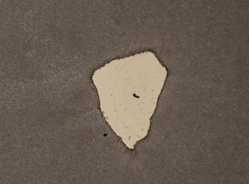 Trichocerca myersi