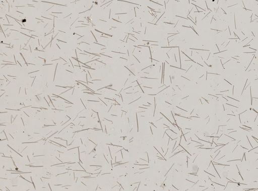 Prosuberites sp.