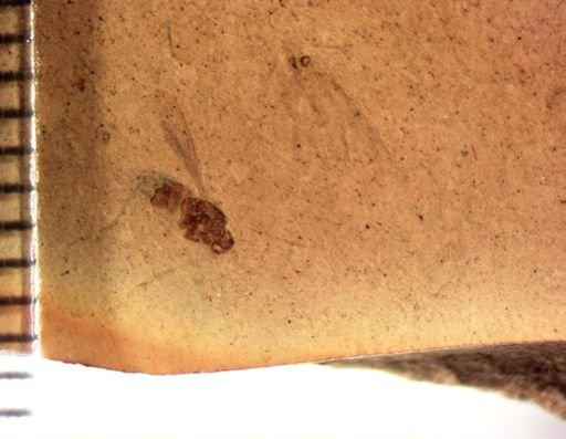 undet. Diptera