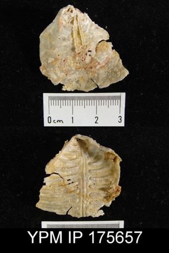 Leptodus sp.