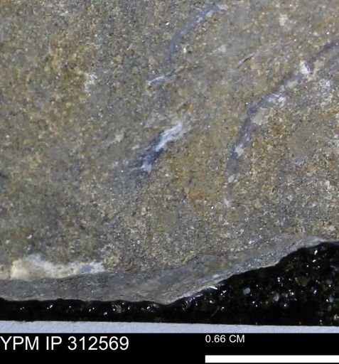 undet. Bivalvia