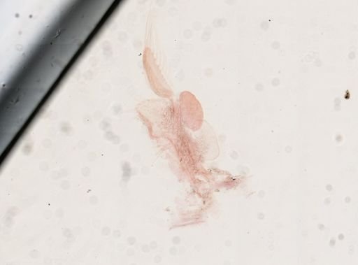 Artemia