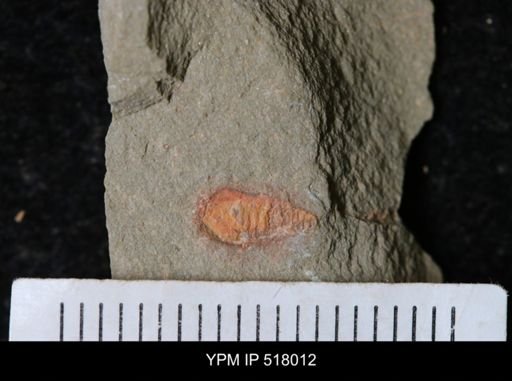undet. Synziphosurina