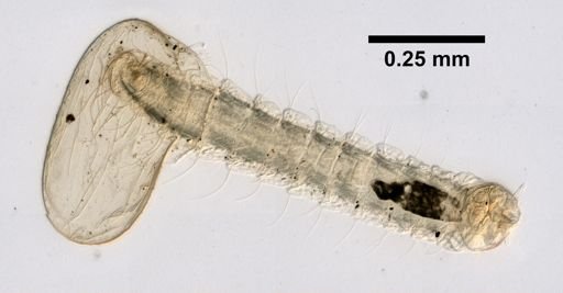 Ctenocephalides felis