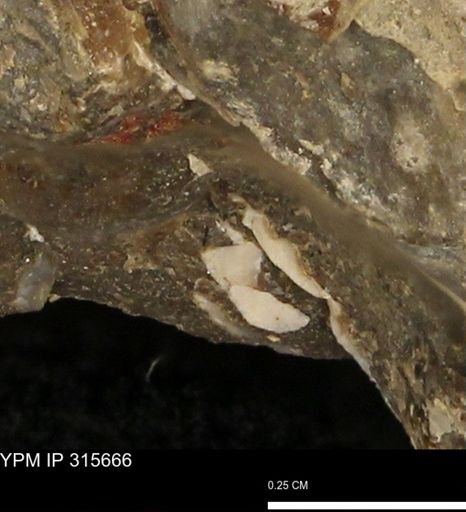 Mollusca