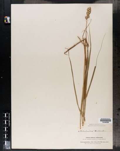 Carex tribuloides