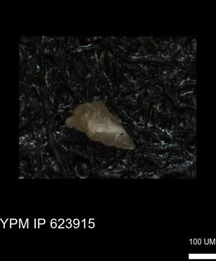 undet. Heterohelicidae