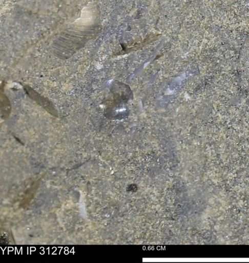 undet. Bivalvia