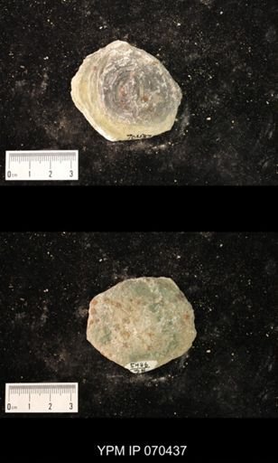 Heliolites nucella