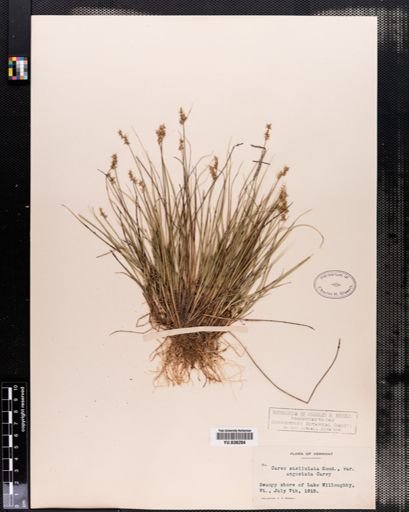 Carex angustior
