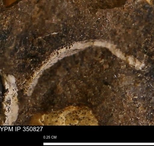 undet. Mollusca