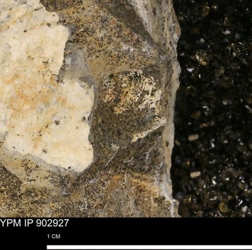 undet. Mollusca