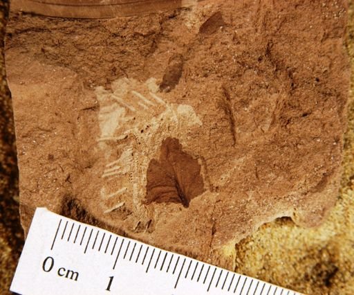 Carpinus fraterna