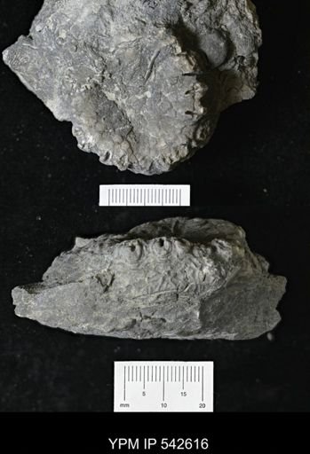 Dolatocrinus sp.