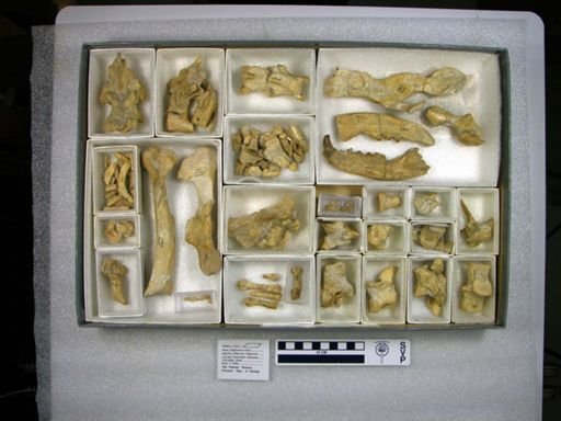 Daphoenus felinus