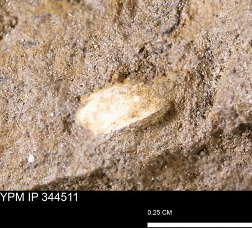 Limopsis striatopunctatus