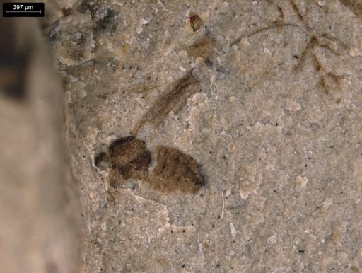 taxon undetermined