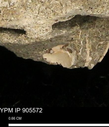 undet. Mollusca
