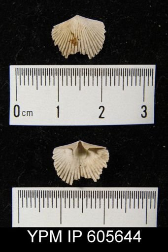Hesperorthis sp.