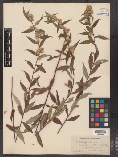 Solidago caesia