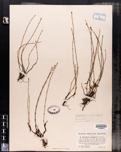 Equisetum variegatum