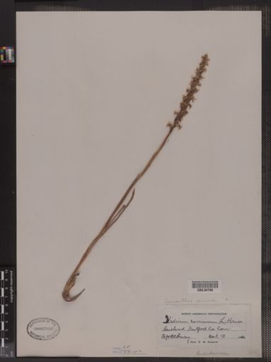 Spiranthes cernua