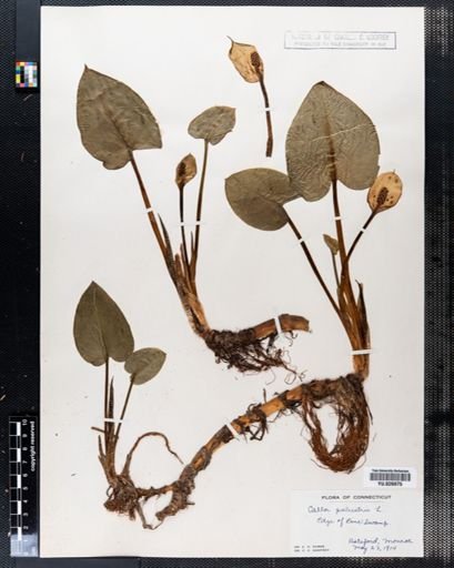Calla palustris