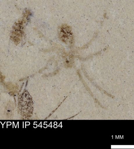 undet. Arachnida