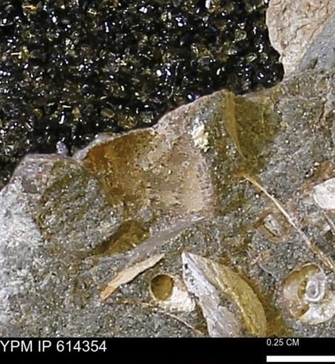 Limopsis striatopunctatus