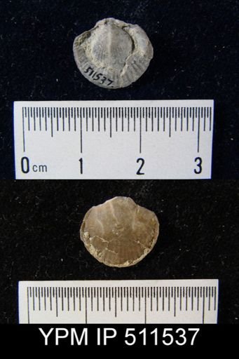 undet. Brachiopoda