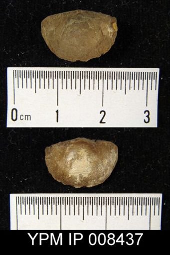 Chonetes planumbonus