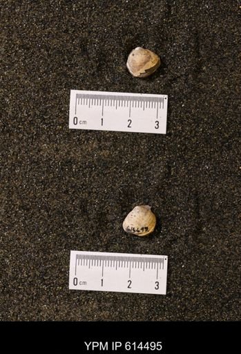 Limopsis striatopunctatus