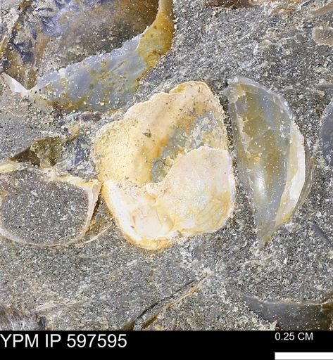undet. Bivalvia