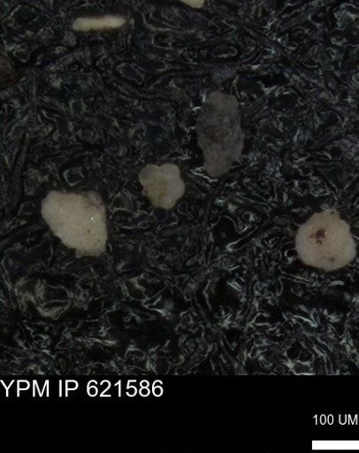 undet. Rugoglobigerinidae