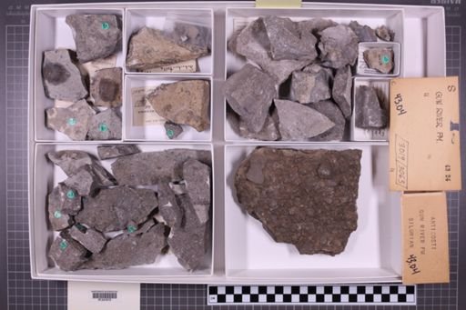 mixed taxa, stratigraphic collection