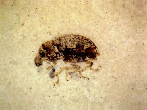 undet. Curculionidae