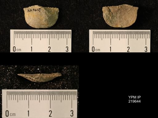 Chonetes granulifer