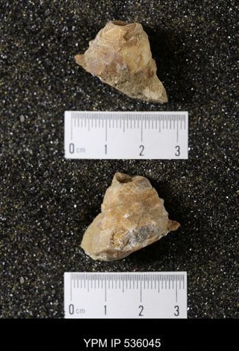 Tulotoma thompsoni