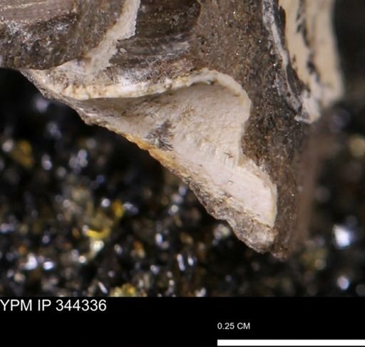 undet. Mollusca