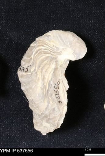 Gryphaea mucronata