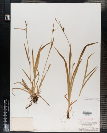 Carex laxiflora