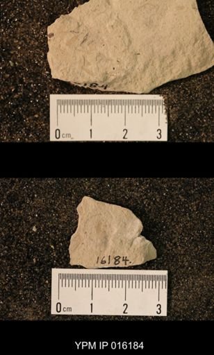 Dichentomum tinctum