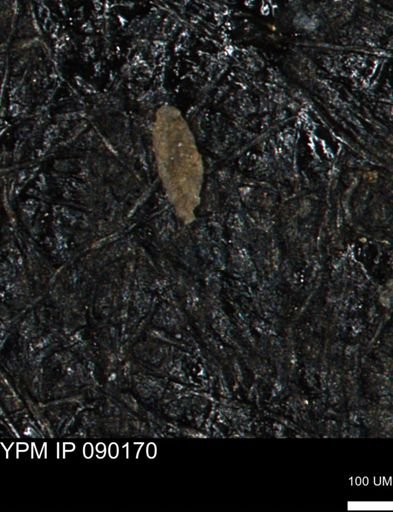 Spirolocammina planula